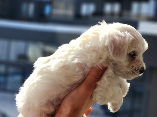Mini Boy Oyuncak Surat Maltese Bebekler görsel
