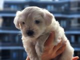 Mini Boy Maltese Terrier Bebeğimiz