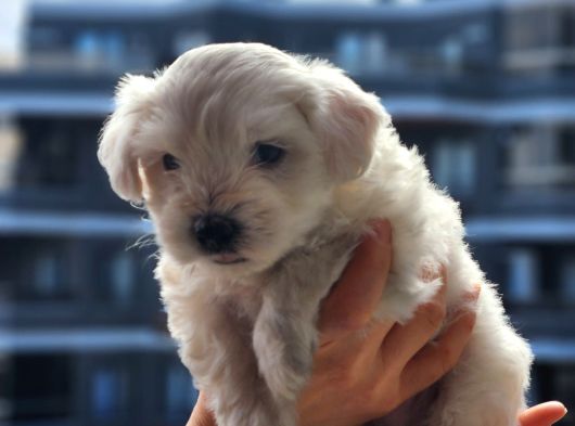 Mini Boy Maltese Terrier Bebeğimiz görsel