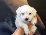 0 numara maltese terrier yavrumuz
