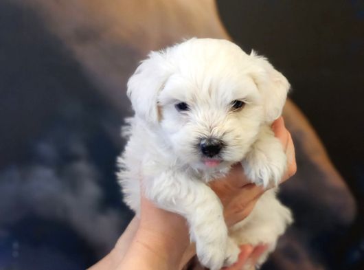0 Numara Maltese Terrier Yavrumuz