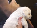 0 Numara Maltese Terrier Yavrumuz