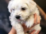 0 Numara Maltese Terrier Yavrumuz