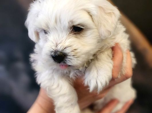 0 Numara Maltese Terrier Yavrumuz görsel