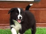 Border Collie Yavruları Istanbul