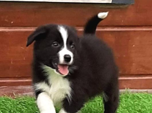 Border Collie Yavruları Istanbul görsel