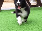 Border Collie Yavruları Istanbul