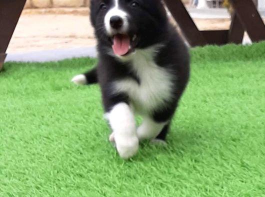 Border Collie Yavruları Istanbul görsel