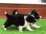 Border Collie Yavruları Istanbul