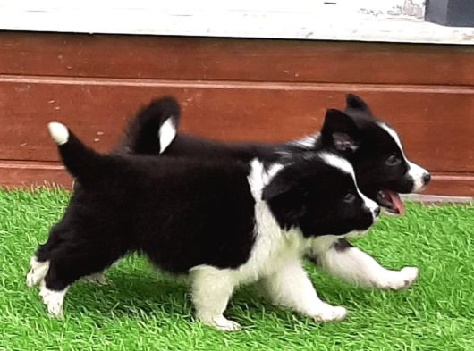 Border Collie Yavruları Istanbul görsel