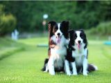 Border Collie Yavruları Istanbul