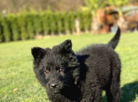 Solid Black Alman Kurdu Yavruları görsel