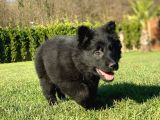 Solid Black Alman Kurdu Yavruları