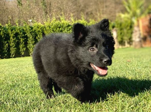 Solid Black Alman Kurdu Yavruları görsel