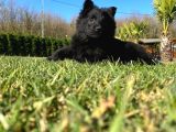 Solid Black Alman Kurdu Yavruları