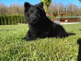 Solid Black Alman Kurdu Yavruları