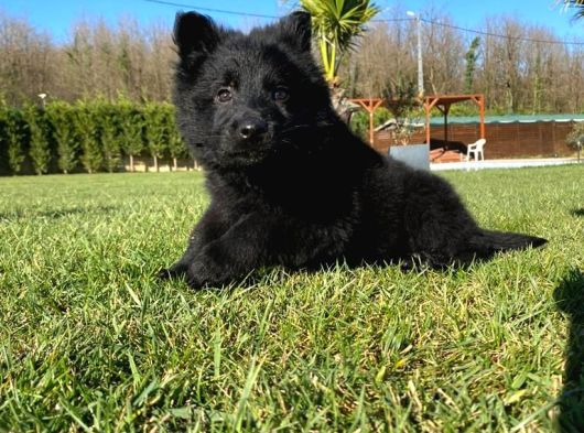 Solid Black Alman Kurdu Yavruları görsel
