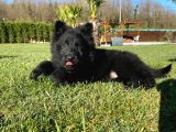 Solid Black Alman Kurdu Yavruları