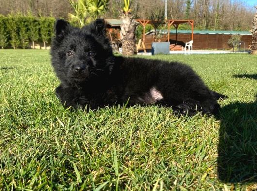 Solid Black Alman Kurdu Yavruları görsel