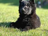 Solid Black Alman Kurdu Yavruları