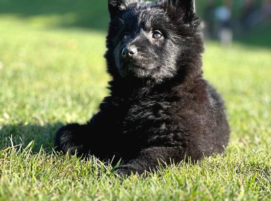 Solid Black Alman Kurdu Yavruları