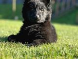 Solid Black Alman Kurdu Yavruları
