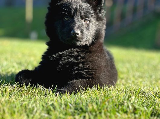 Solid Black Alman Kurdu Yavruları görsel