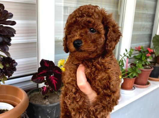 Wc Eğitimli Orjinal Poodle Yavrum görsel