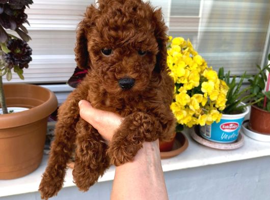 Wc Eğitimli Orjinal Poodle Yavrum görsel