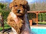 Tea Cup  Orji̇nal Toy Poodle Yavrulari