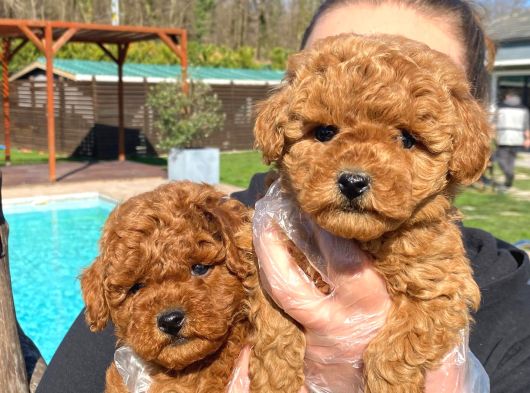 Tea Cup  ORJİNAL Toy Poodle Yavrulari