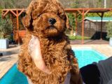 Tea Cup  Orji̇nal Toy Poodle Yavrulari