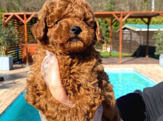 Tea Cup  Orji̇nal Toy Poodle Yavrulari görsel