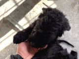 BLACK DOODLE