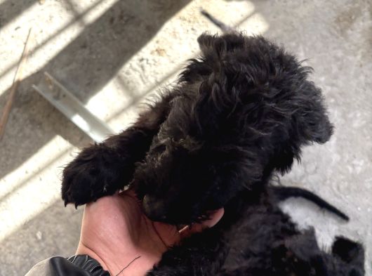 Black Doodle