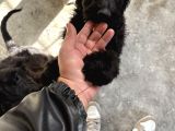 Black Doodle