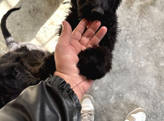 Black Doodle görsel