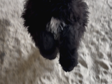Black Doodle