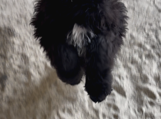 Black Doodle görsel
