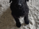 Black Doodle