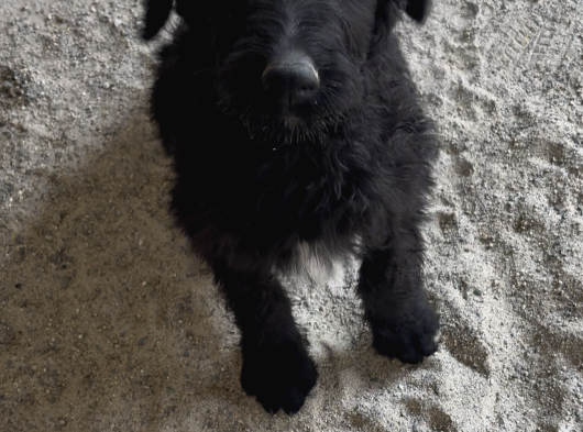 Black Doodle görsel