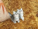 Brti̇sh Shorthai̇r Bi̇blo Surat Yavrular