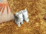 Brti̇sh Shorthai̇r Bi̇blo Surat Yavrular