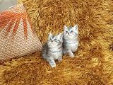 Brti̇sh Shorthai̇r Bi̇blo Surat Yavrular