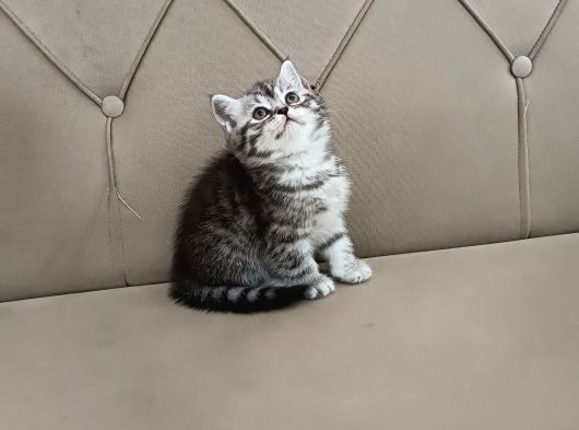 Brti̇sh Shorthai̇r Whi̇skas görsel