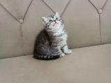 Brti̇sh Shorthai̇r Whi̇skas