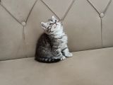 BRTİSH SHORTHAİR WHİSKAS