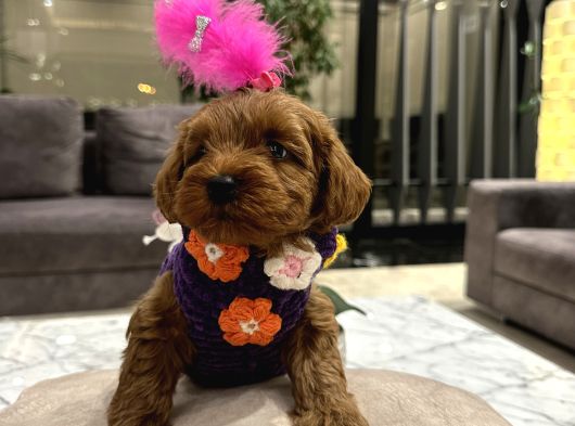 Güzel Huylu Poodle Ayarında Lady görsel