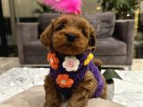 Güzel Huylu Poodle Ayarında Lady