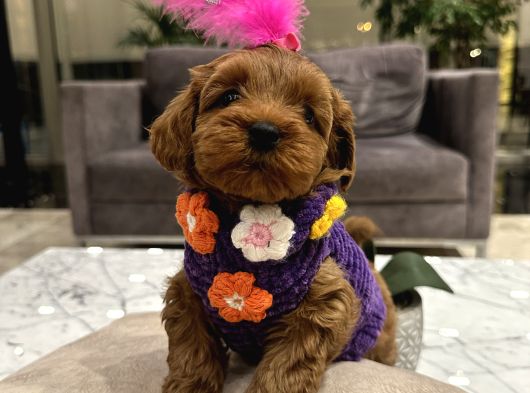 Güzel Huylu Poodle Ayarında Lady